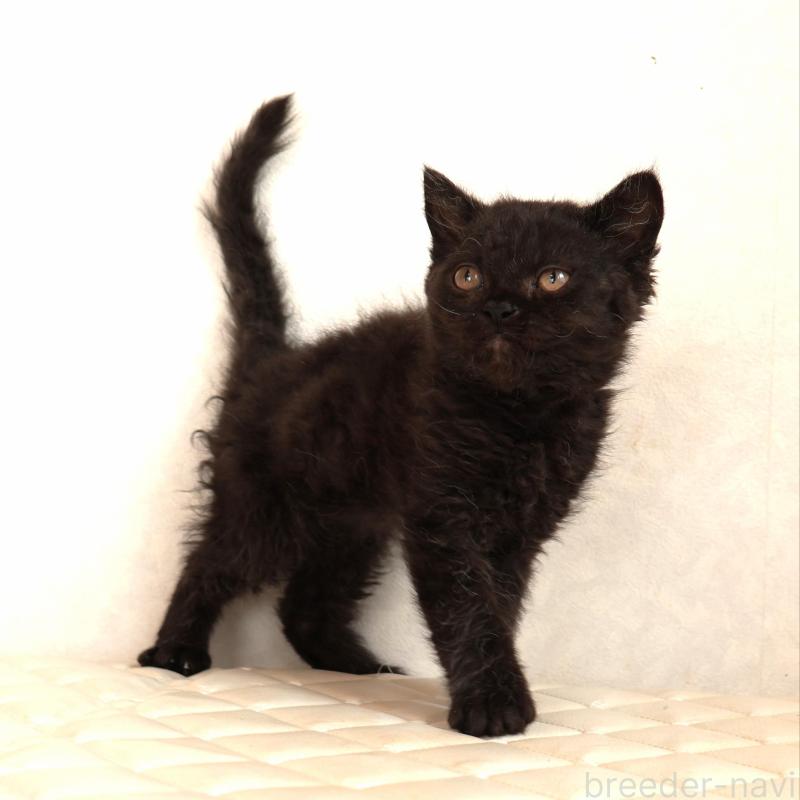 販売中の静岡県のセルカークレックス-134432の3枚目