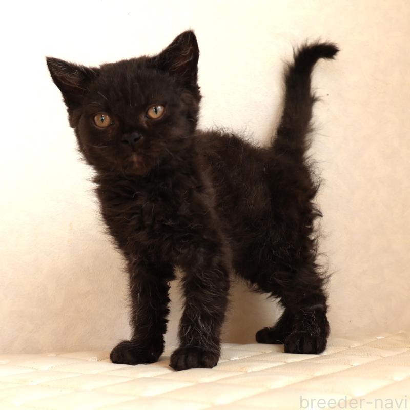 販売中の静岡県のセルカークレックス-134432の2枚目