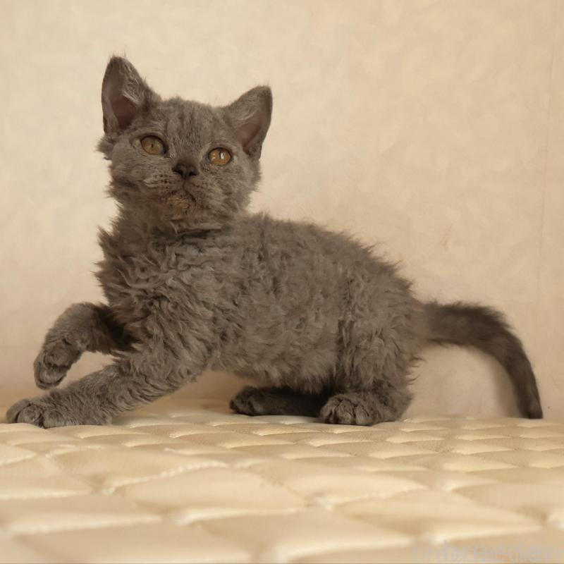 成約済の静岡県のセルカークレックス-134429の3枚目