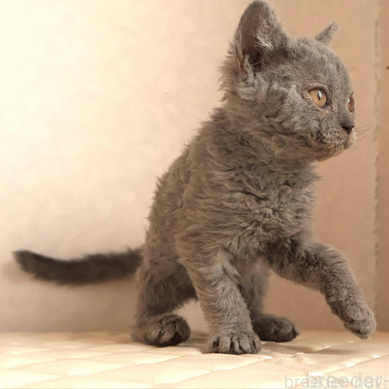 成約済の静岡県のセルカークレックス-134429の2枚目