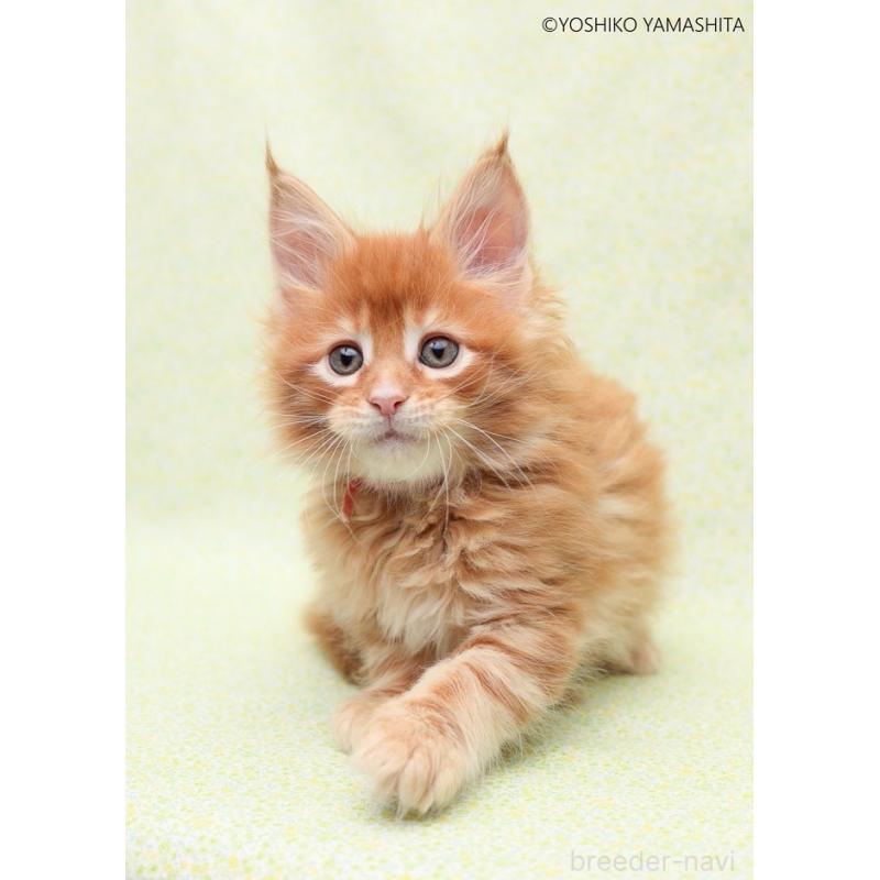 販売中の神奈川県のメインクーン-137311の5枚目