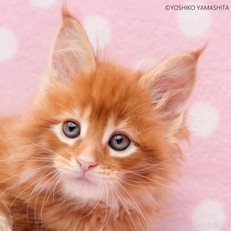 販売中の神奈川県のメインクーン-137311の4枚目