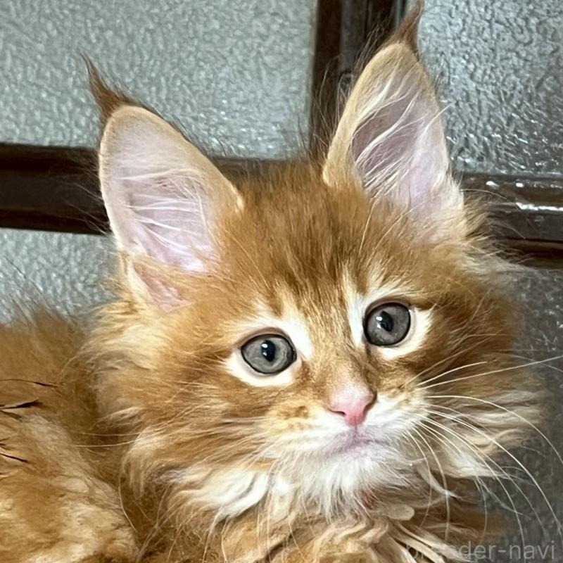 販売中の神奈川県のメインクーン-137311