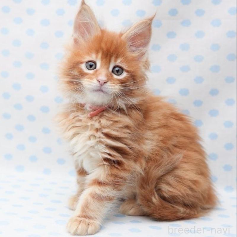 販売中の神奈川県のメインクーン-137311の2枚目