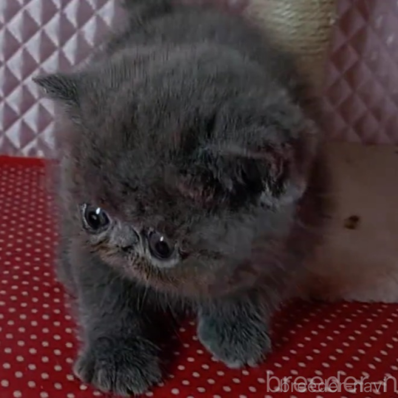 販売中の静岡県のエキゾチックショートヘア-137312の4枚目