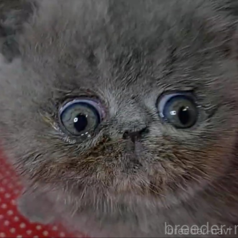 販売中の静岡県のエキゾチックショートヘア-137312