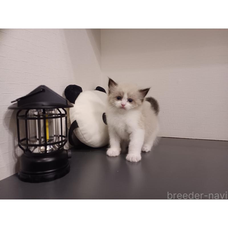 販売中の東京都のラグドール-137412の10枚目