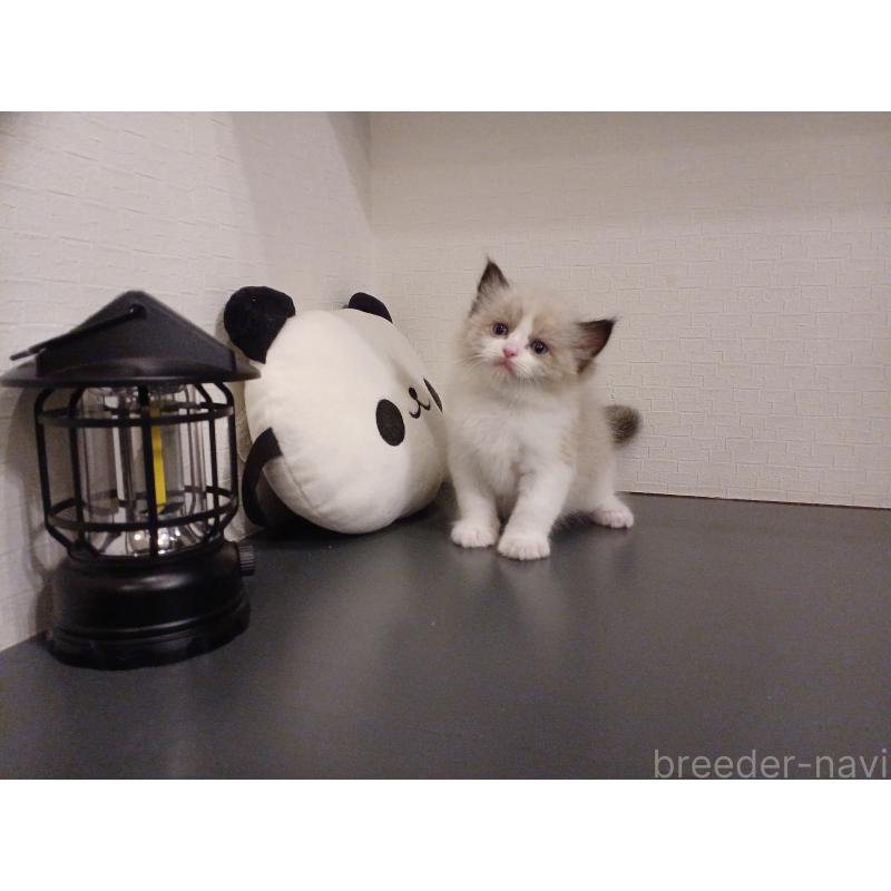 販売中の東京都のラグドール-137412の9枚目