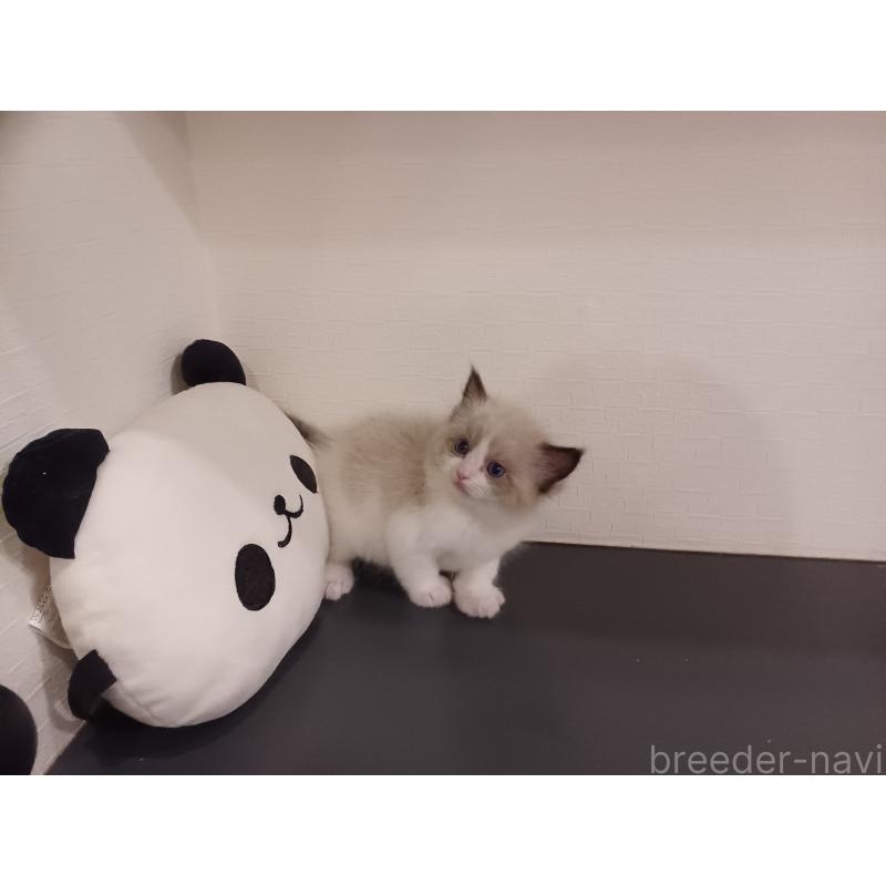 販売中の東京都のラグドール-137412の7枚目