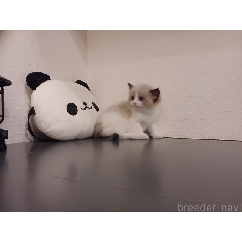 販売中の東京都のラグドール-137412の4枚目