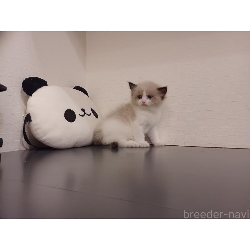 販売中の東京都のラグドール-137412の3枚目