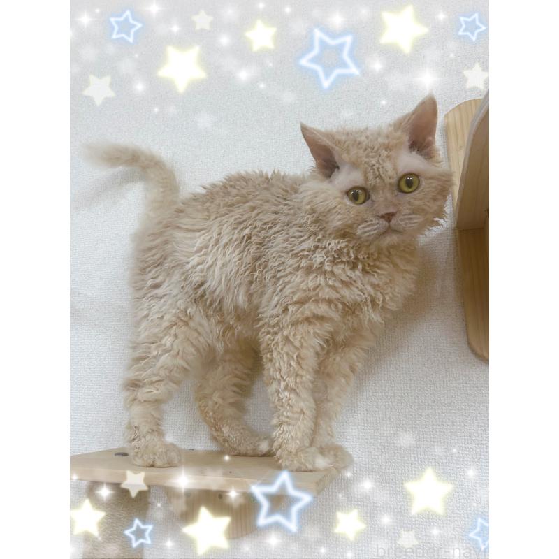 販売中の東京都のセルカークレックス-137413の4枚目