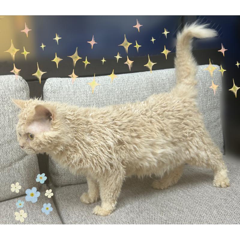 販売中の東京都のセルカークレックス-137413の3枚目