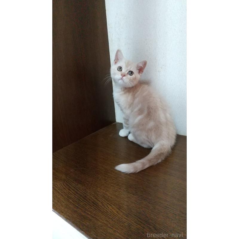 成約済の栃木県のスコティッシュフォールド-136054の4枚目