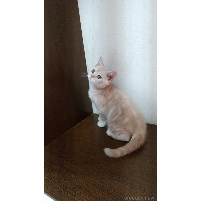 成約済の栃木県のスコティッシュフォールド-136054の3枚目