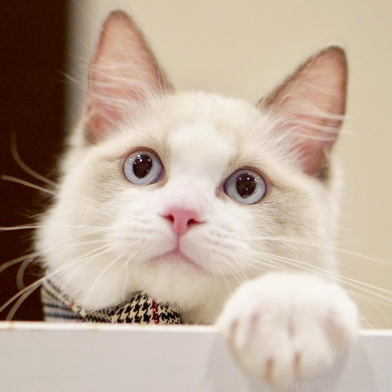 商談中の東京都のラグドール-130372の1枚目