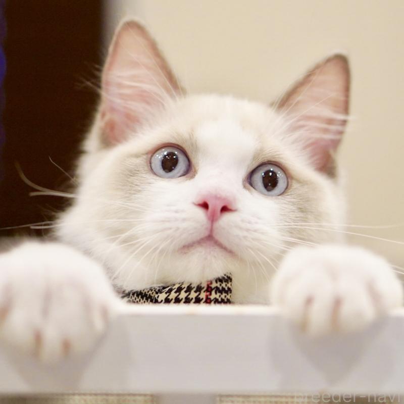 商談中の東京都のラグドール-130372の15枚目