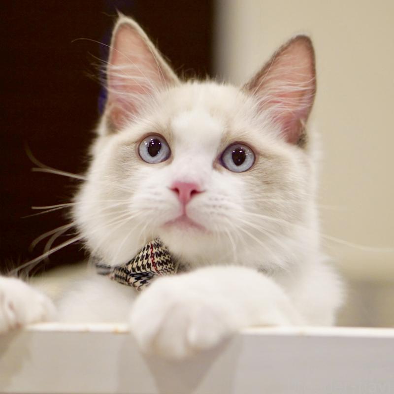 商談中の東京都のラグドール-130372の14枚目