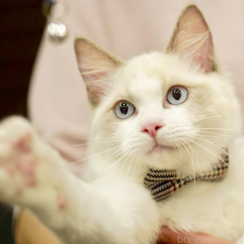 商談中の東京都のラグドール-130372の12枚目