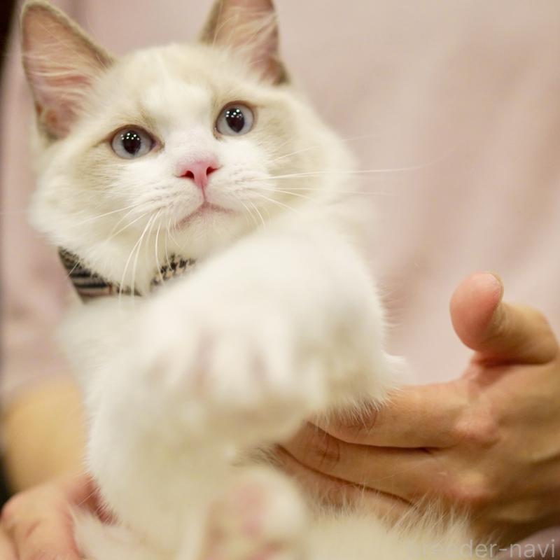 商談中の東京都のラグドール-130372の11枚目