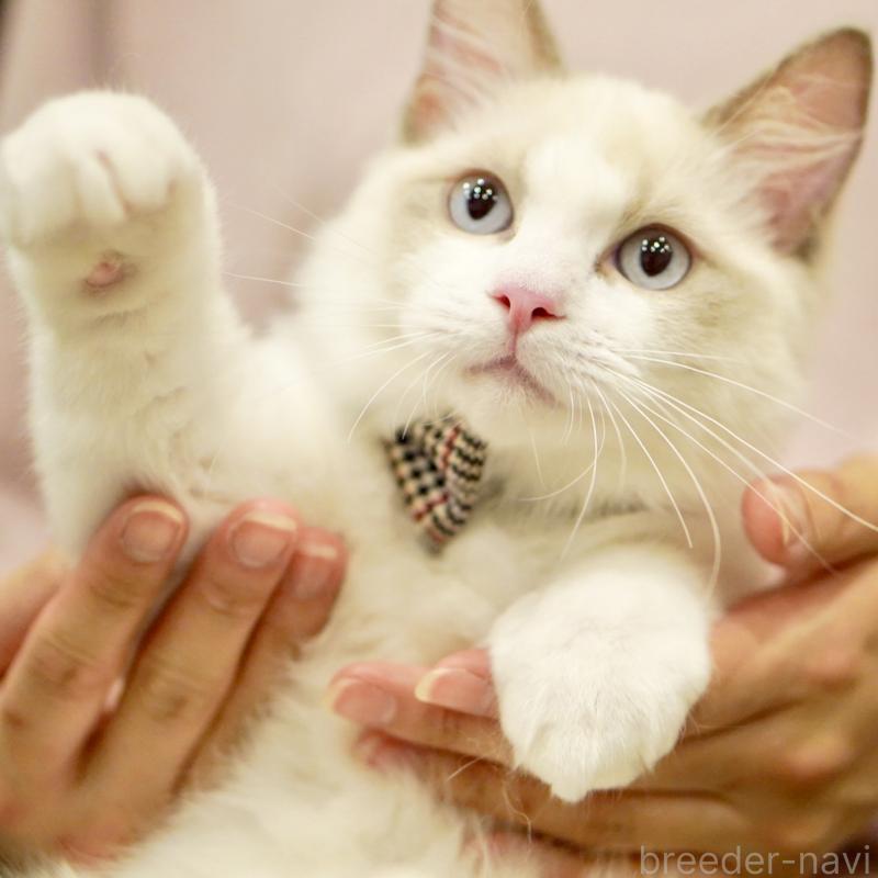 商談中の東京都のラグドール-130372の10枚目