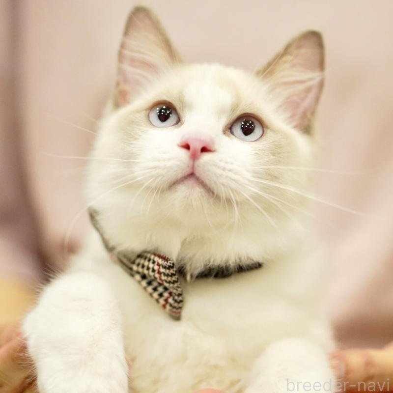 商談中の東京都のラグドール-130372の9枚目