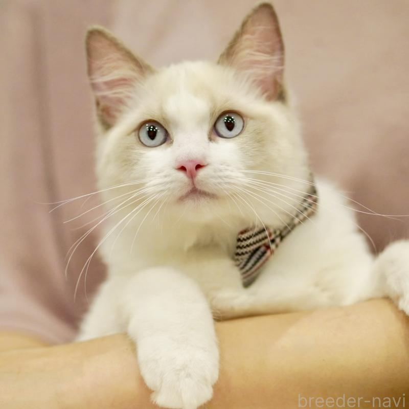 商談中の東京都のラグドール-130372の7枚目