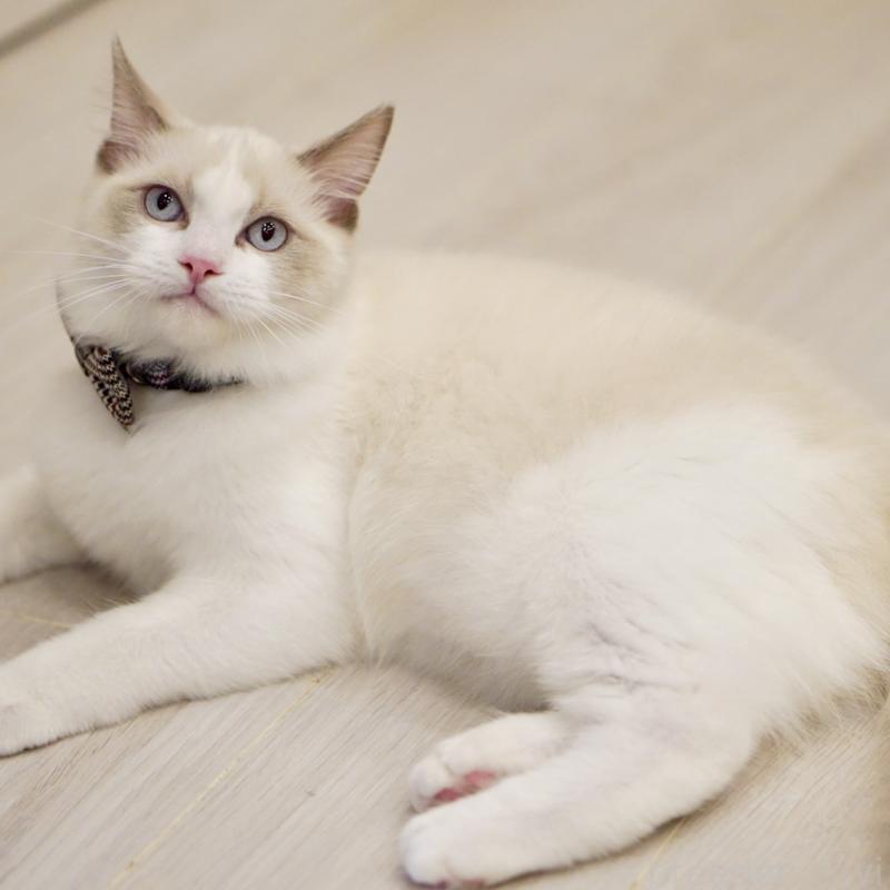 商談中の東京都のラグドール-130372の6枚目