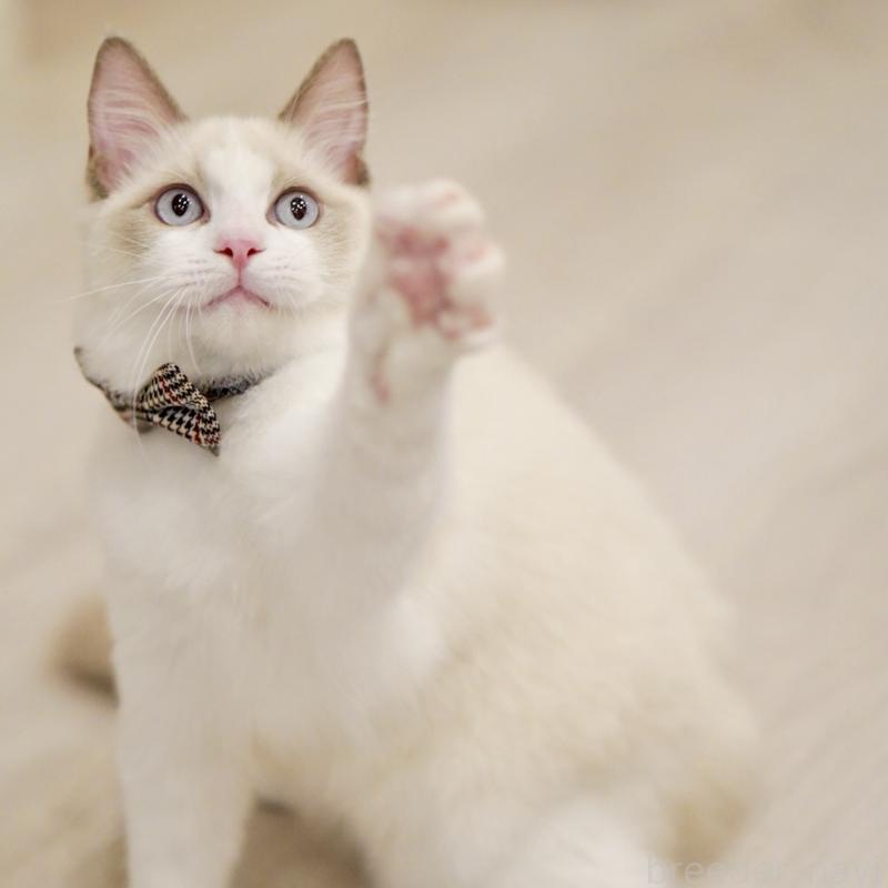 商談中の東京都のラグドール-130372の5枚目