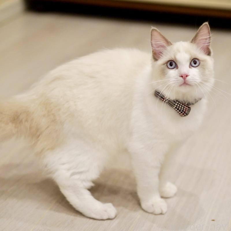 商談中の東京都のラグドール-130372の4枚目