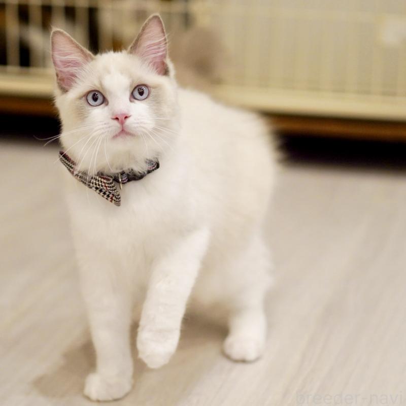 商談中の東京都のラグドール-130372の2枚目