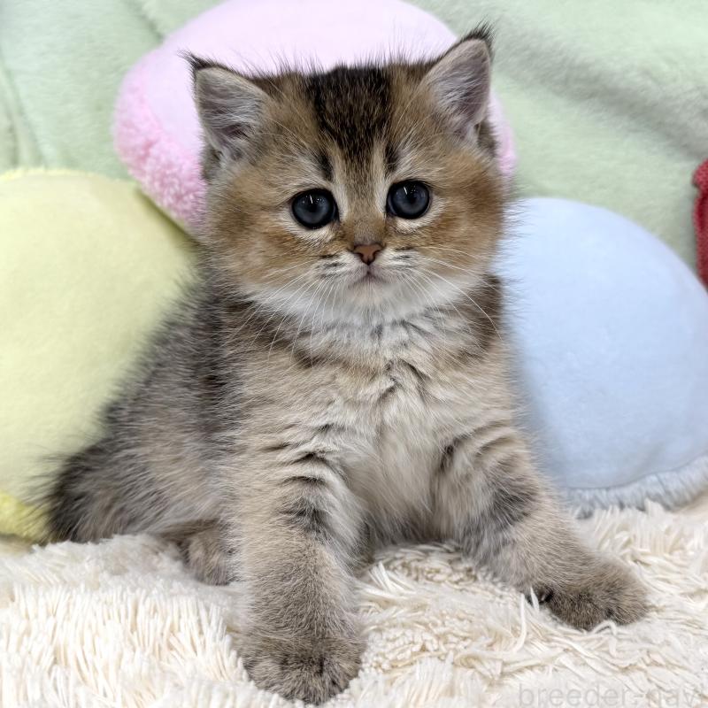 販売中の大阪府のブリティッシュショートヘア-136044