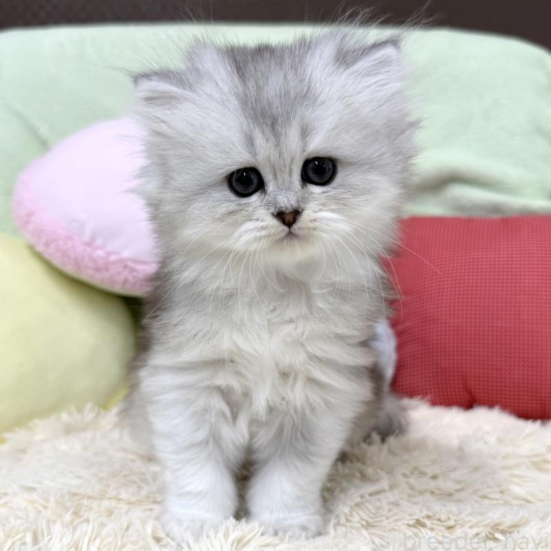 販売中の大阪府のブリティッシュロングヘア-136043