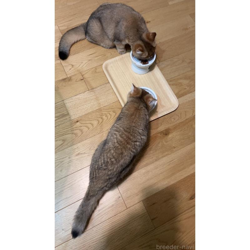 成約済の埼玉県のブリティッシュショートヘア-130378の2枚目