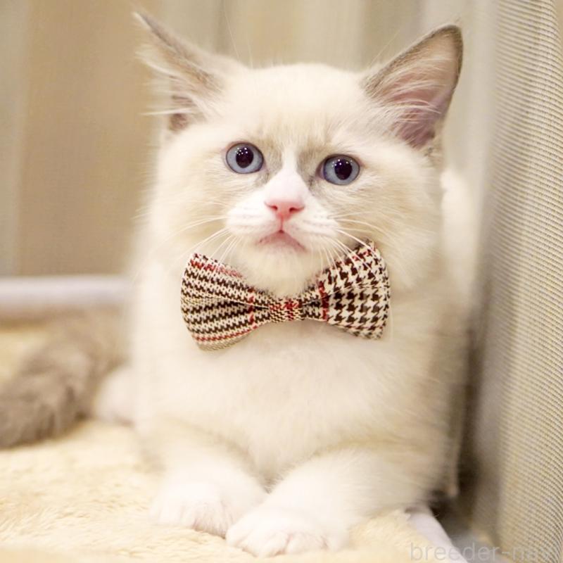 販売中の東京都のラグドール-135216の1枚目