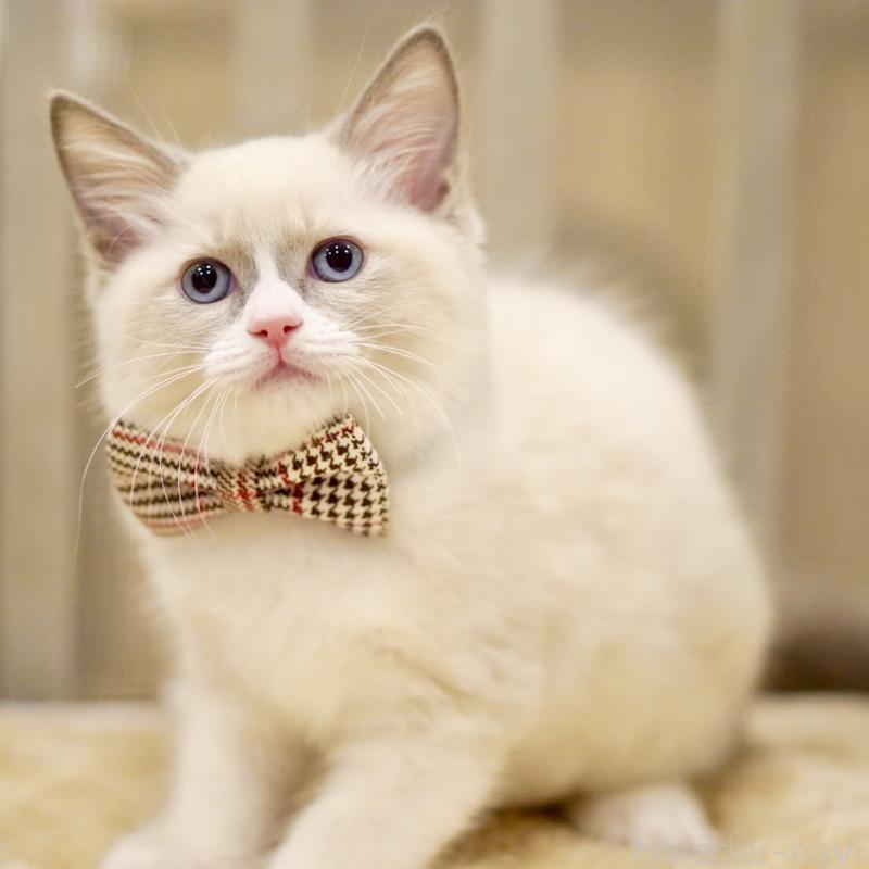 販売中の東京都のラグドール-135216の14枚目