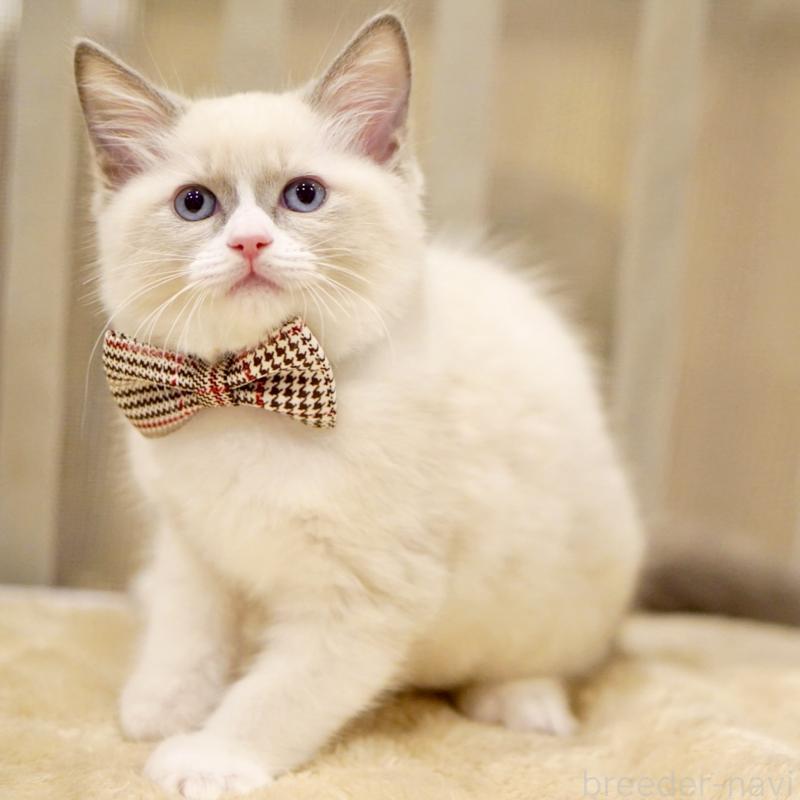 販売中の東京都のラグドール-135216の13枚目