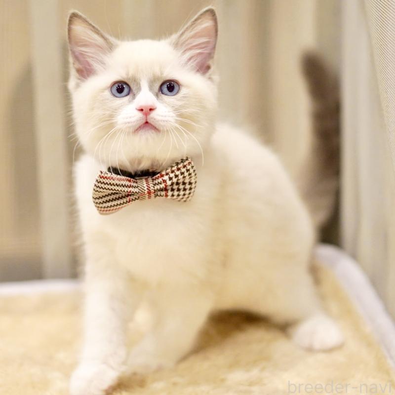 販売中の東京都のラグドール-135216の12枚目