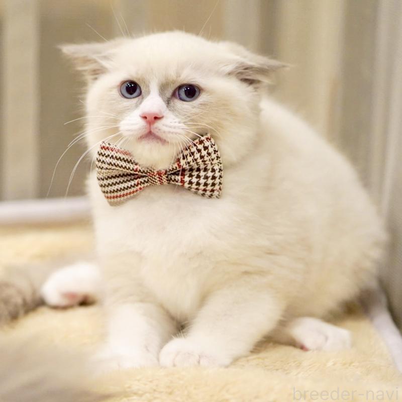 販売中の東京都のラグドール-135216の11枚目