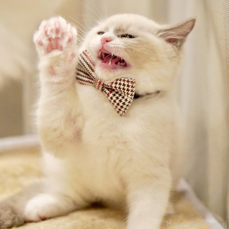 販売中の東京都のラグドール-135216の10枚目