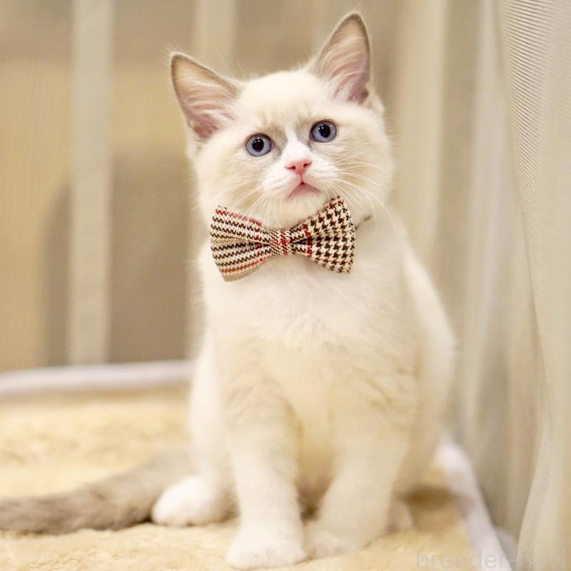 販売中の東京都のラグドール-135216の9枚目