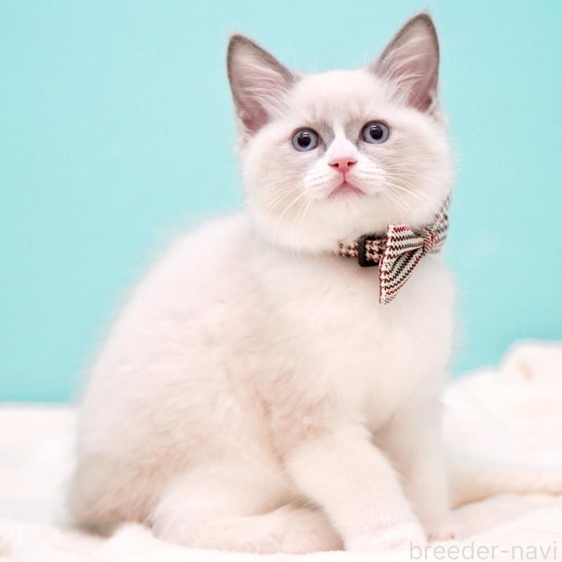 販売中の東京都のラグドール-135216の8枚目