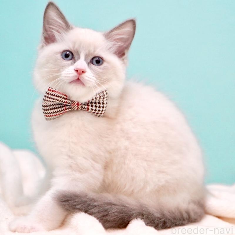 販売中の東京都のラグドール-135216の7枚目