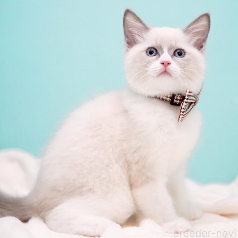 販売中の東京都のラグドール-135216の6枚目