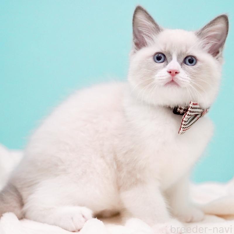 販売中の東京都のラグドール-135216の5枚目