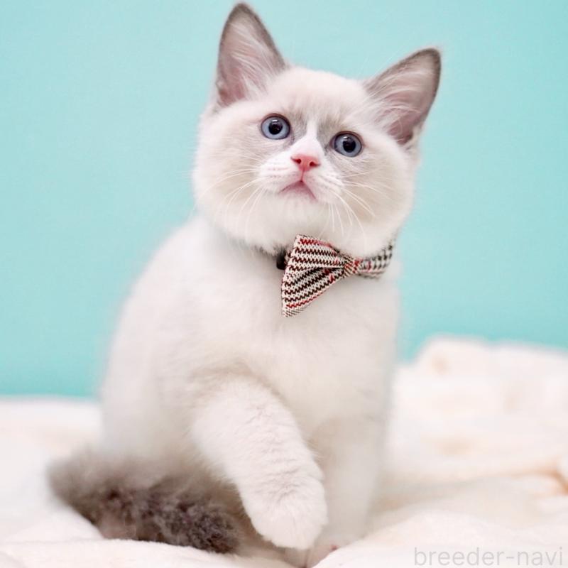 販売中の東京都のラグドール-135216の4枚目