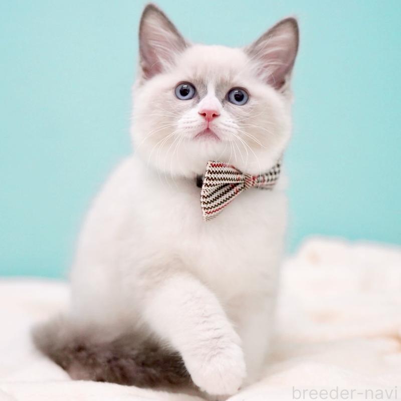 販売中の東京都のラグドール-135216の3枚目