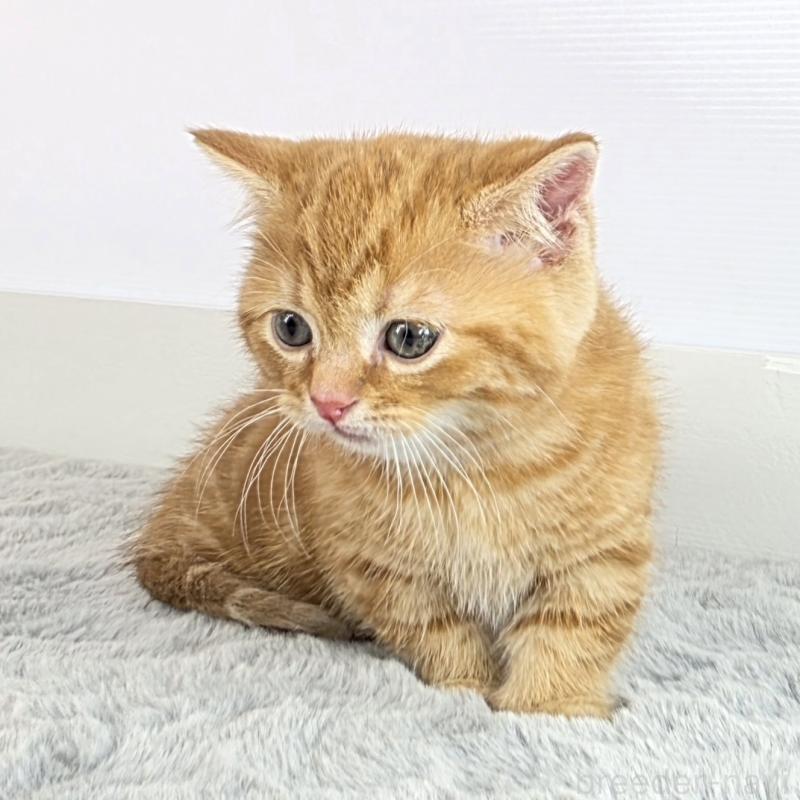 商談中の茨城県のマンチカン(短足)-137417の5枚目