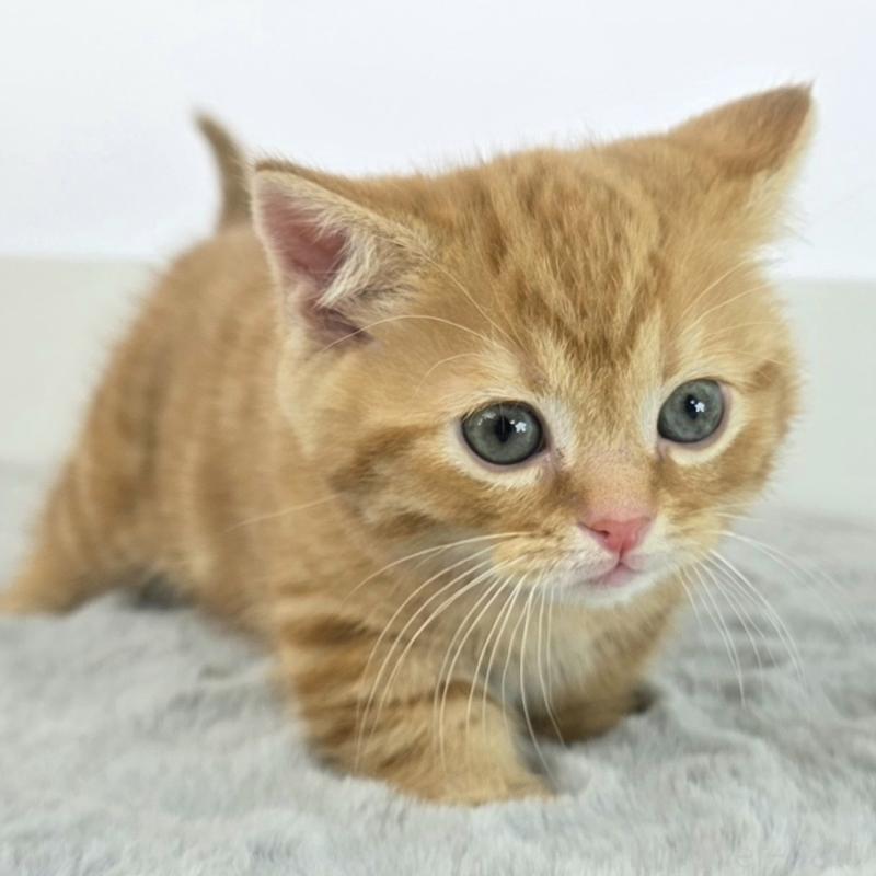 商談中の茨城県のマンチカン(短足)-137417の4枚目