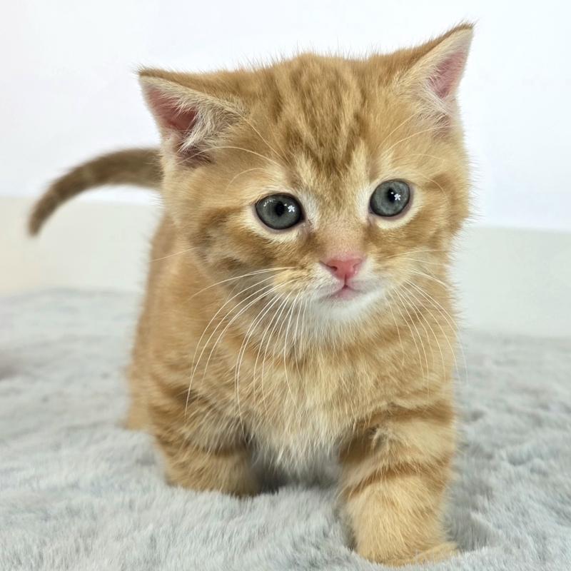 商談中の茨城県のマンチカン(短足)-137417の2枚目